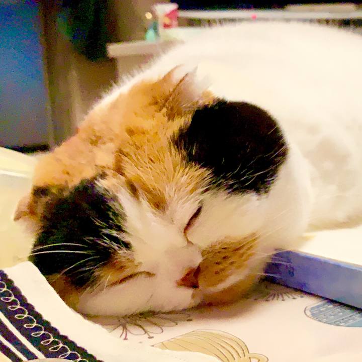 31784d0b b197 4b82 bb0d e5286c56e662 1565535939527