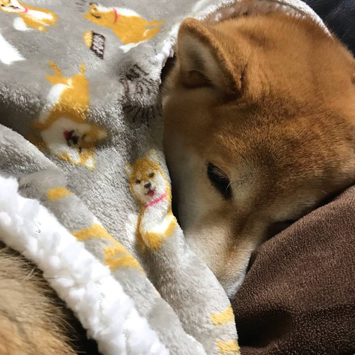 31798e8e 1c22 436c 86a1 9088621008de 1544279820442