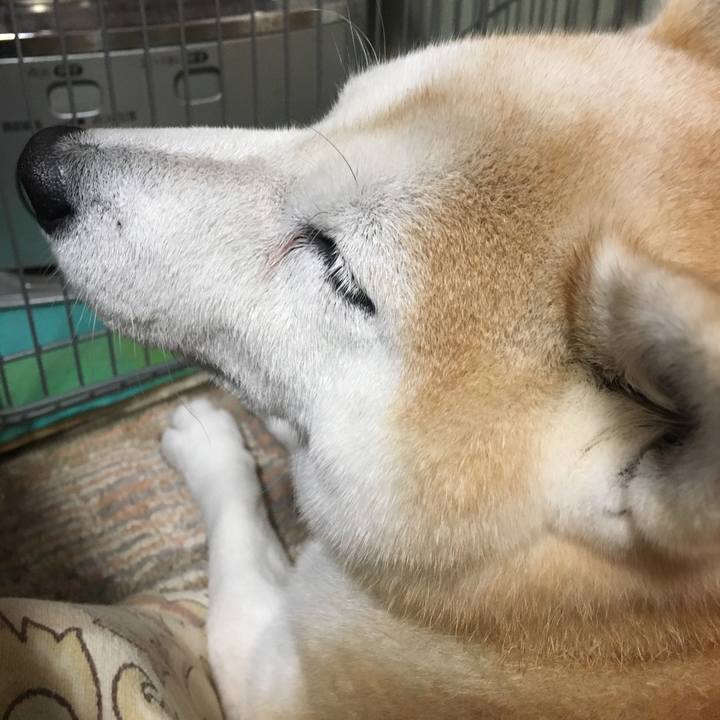 317d00fe ca7d 4e7c 912a e0af3bc2205e 1512687999066