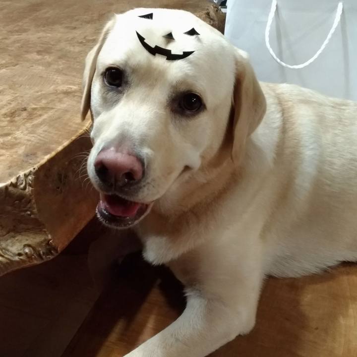 317df48b 901c 4077 aec6 eb9e9b92540f 1540900828697