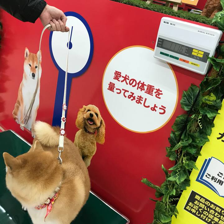 31808722 c592 403b 838a c5d0c5541e24 1514435946006