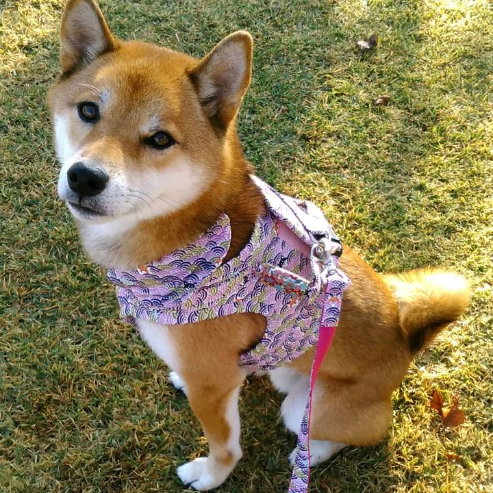 31812dd4 21ea 466f b7e4 d1cb713e57fc 1509925735232