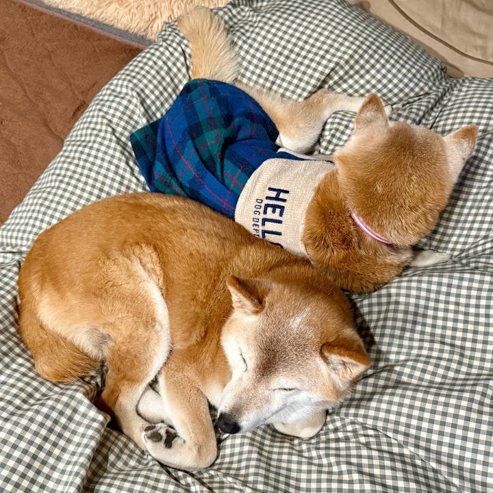 31826a80 7ae9 446a 944e edb280f0bacd 1769443252196