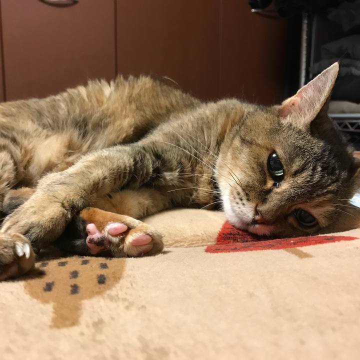 3182a0c2 89fd 4943 b27e 4f76285c154e 1532711612322