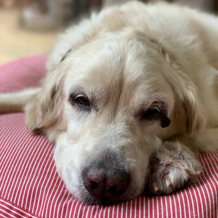 318c098e 2479 4483 ac4b 09d5533e8467 1594452242953