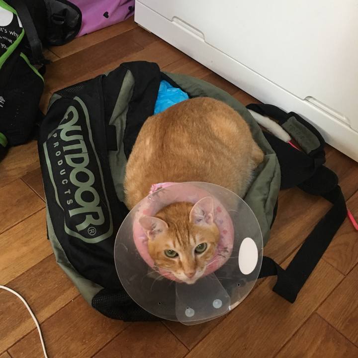 318d685b 492b 4f6d a73c b71382c66825 1533942498449