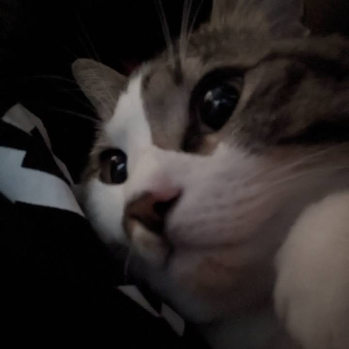 31938194 2053 4c79 9a6b 6254ff5b4ee7 1699781610933