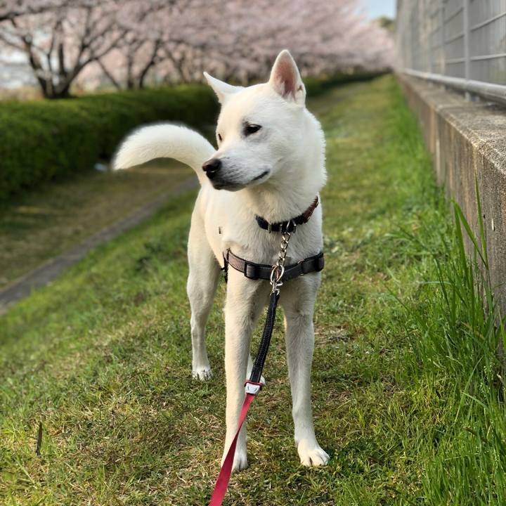 31988e54 dd1f 47dd a209 75a3891c302e 1554596339528