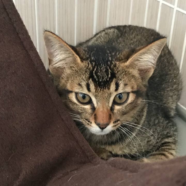 31996284 1ac2 4cb9 81f1 adf0ef31569d 1533002180687