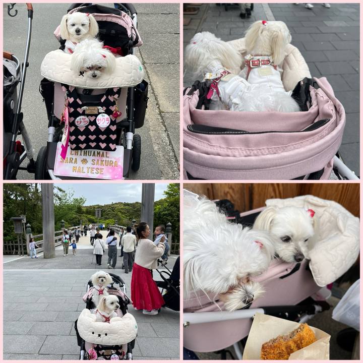 319d08f8 62ea 46b6 a911 9db88e47b80d 1713779753289