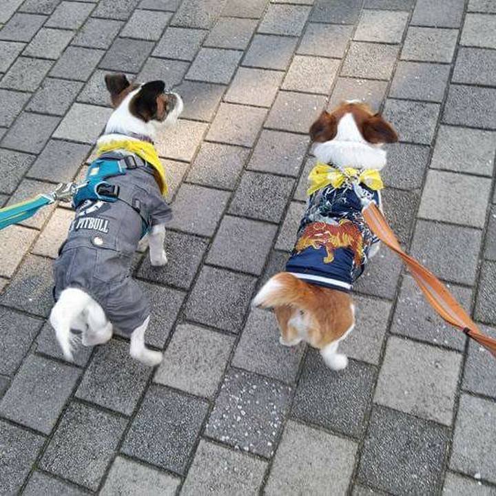 319fa5b6 5a4d 47bb 95c7 6791e4adc142 1516592746492