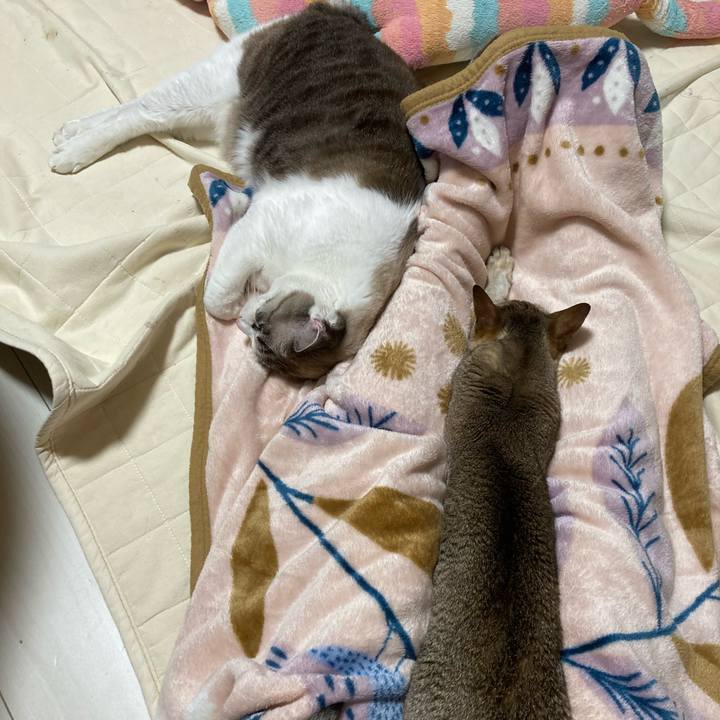 31a2983b a7f3 44b9 a465 581c0d2ea9e6 1735517863363