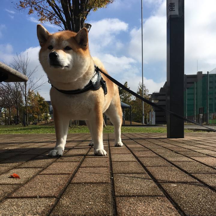 31a30c08 f415 4915 9bfc 2f99470e0175 1574136090653