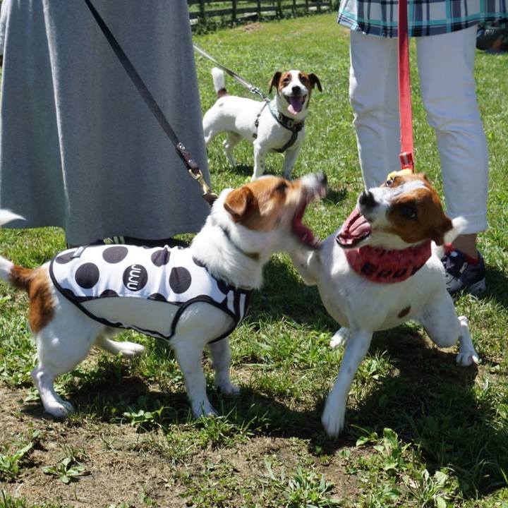 31a5a89b c76e 4536 93f7 6ef839ed5c69 1535611766405