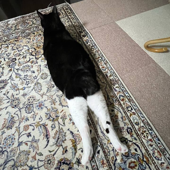 31a5e348 7bcf 443e 9206 735bba436588 1766238532495