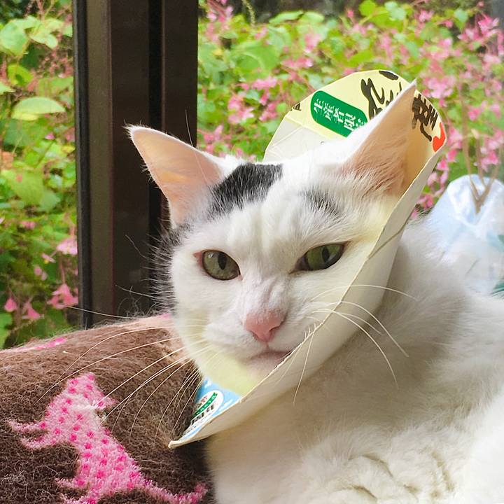 31a8913b 7827 4272 8aca 36ecfcbbf136 1601275569973