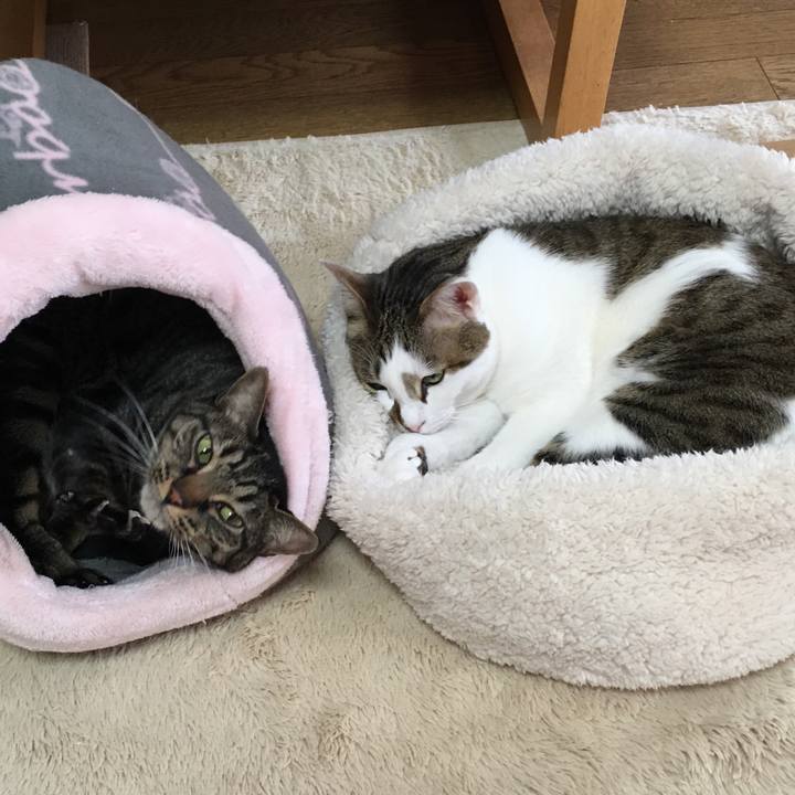 31a8a6b7 4d51 4097 9252 293d43d32e3c 1514333962269