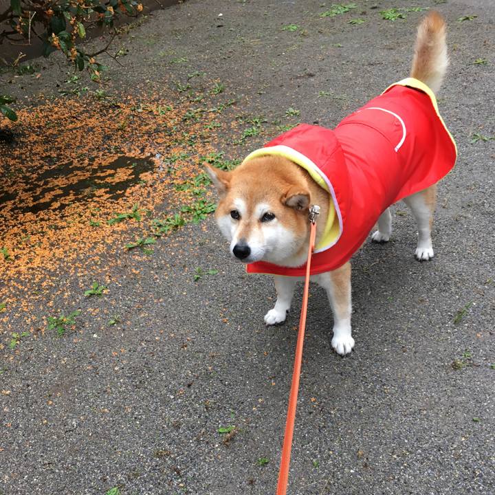 31a98577 ad71 40b4 a996 f39689d3767f 1602198459688