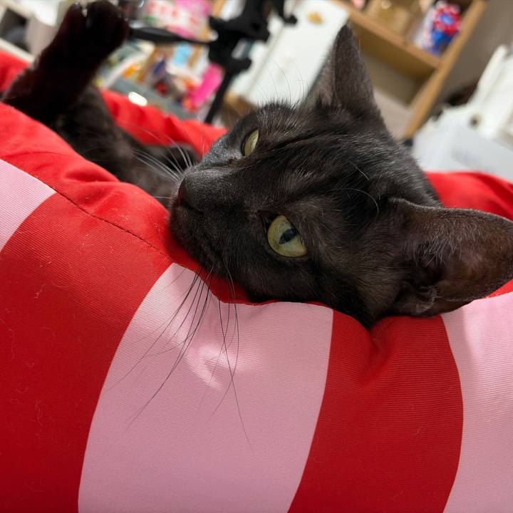 31ac34b1 1386 453d a48b 6e3d6e001d70 1768573792733