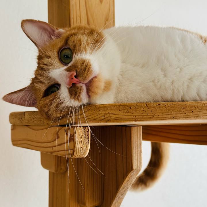 31ac48db 60c7 4f2f b5ae 05316fd66e44 1765938619762