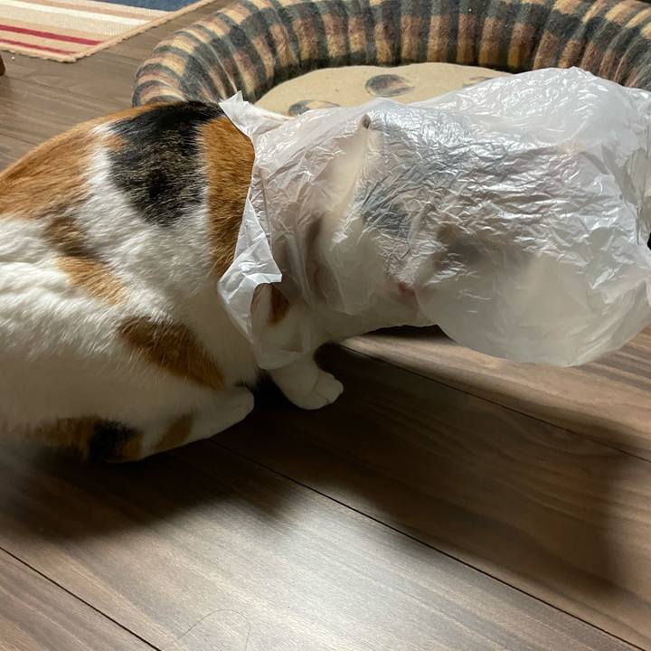 31ac6753 344e 4ad8 a8e5 a313d8b8cdb5 1613564509124