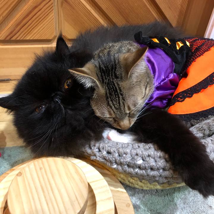 31ad09ba de81 4773 b0b7 8dbae34271aa 1603714500385