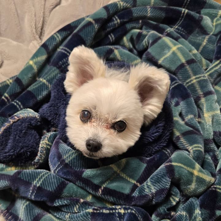 31b2cf4a c2f9 45e9 a393 6d68db7efeae 1769082774695