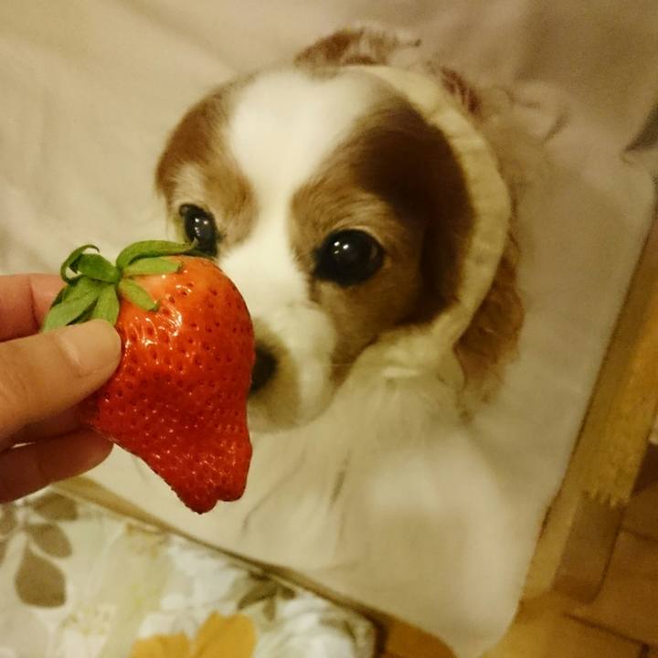 31b4ee9c c4b2 4c31 94c2 e1f466f60c8c 1550483904574