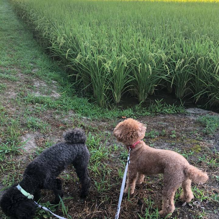 31b5472e dc5d 4f79 94b6 04debca2f1fa 1597616587190