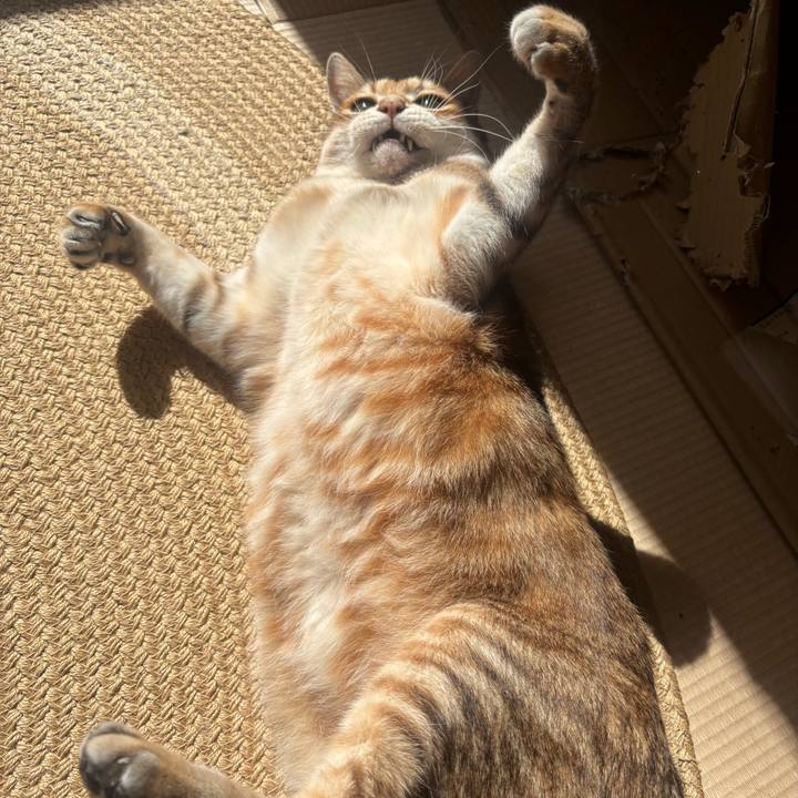 31b5e4d1 d603 4ea9 85aa 415e3f4ed86b 1763190505360