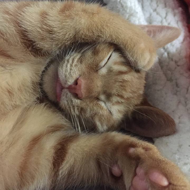 31b63871 97cd 4bc8 8c14 2c4112d72470 1513680278496