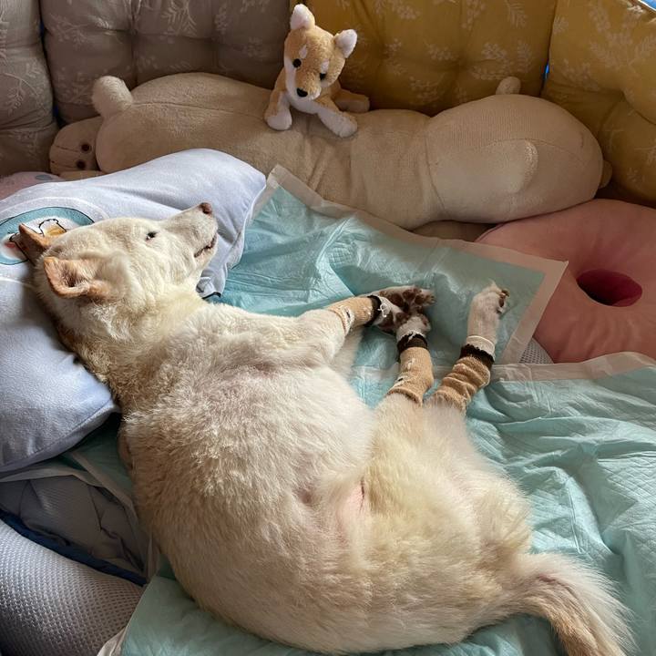 31b6a8a1 12bb 4ede a9bc 5b6fd65e3784 1680752943160