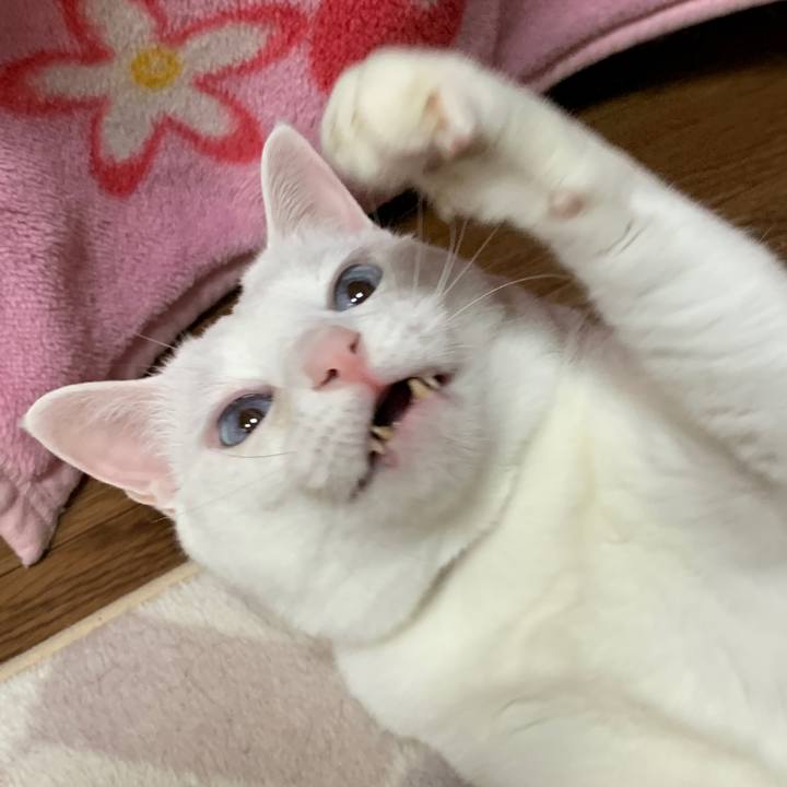 31bc4da6 e4f3 4f35 b206 3d190d96f00c 1647777036547