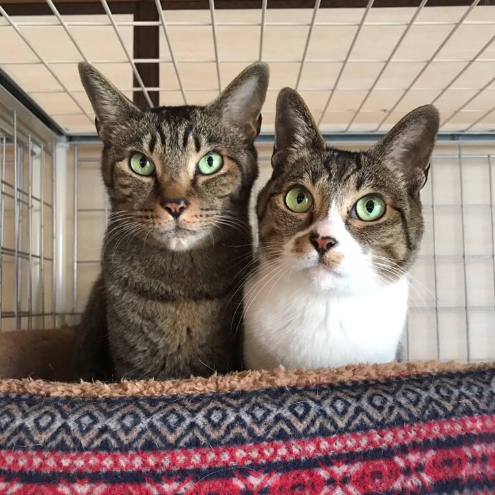 31bf7074 1440 4981 9e67 92fca0dcd2de 1516410146685