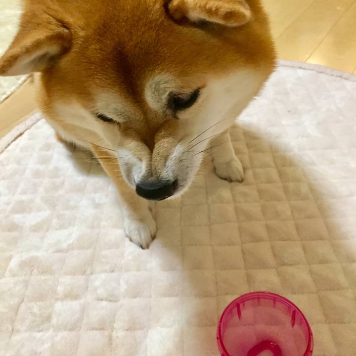 31bfdc39 efbd 46d3 8bf5 f8a298bae0db 1576838298331