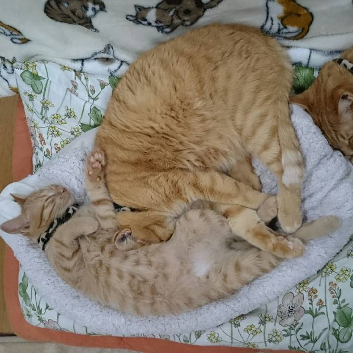 31c33c1d 60a9 4f4e 9016 131ff9cd8c56 1542699931033