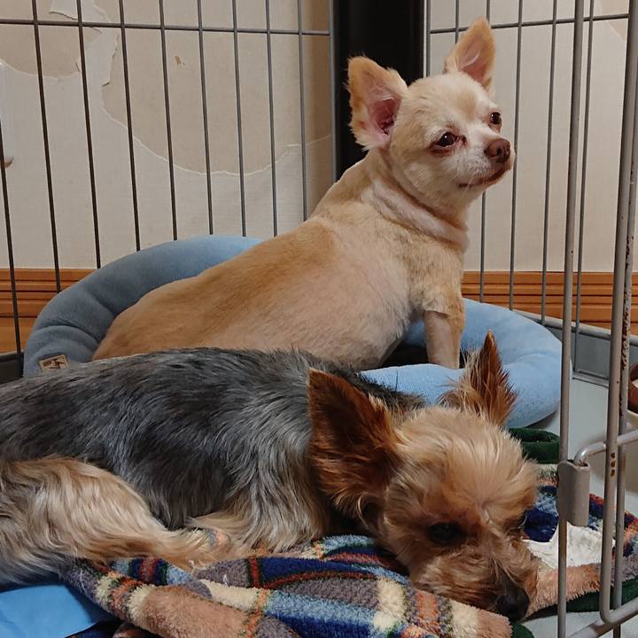 31c3997f 4620 4dde a81d 526d472b93e0 1563317180275