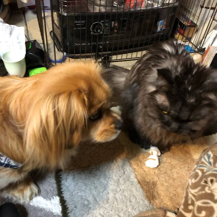 31c3fdbe 3f3a 4eae b347 e0306445c19c 1549057304170