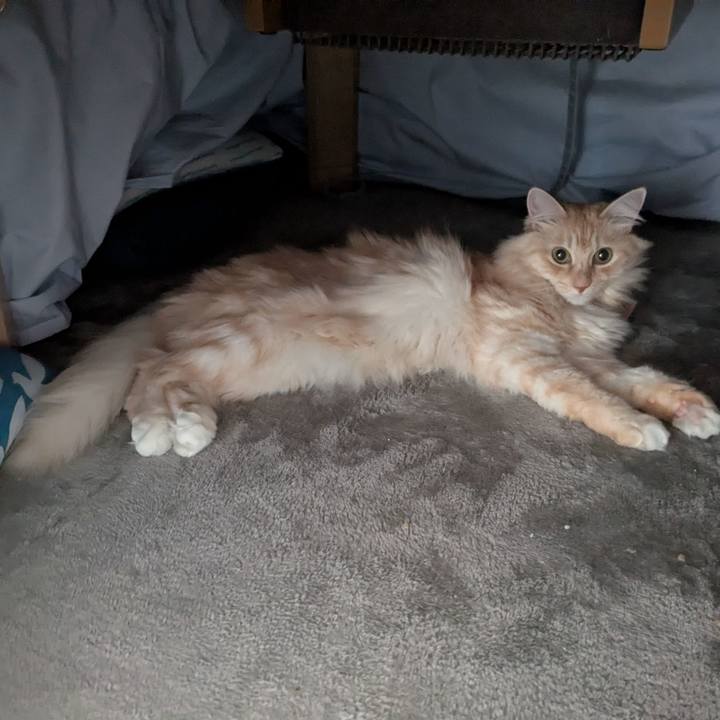 31c469aa 317e 4dea 9a84 8ed81a981937 1732418819021