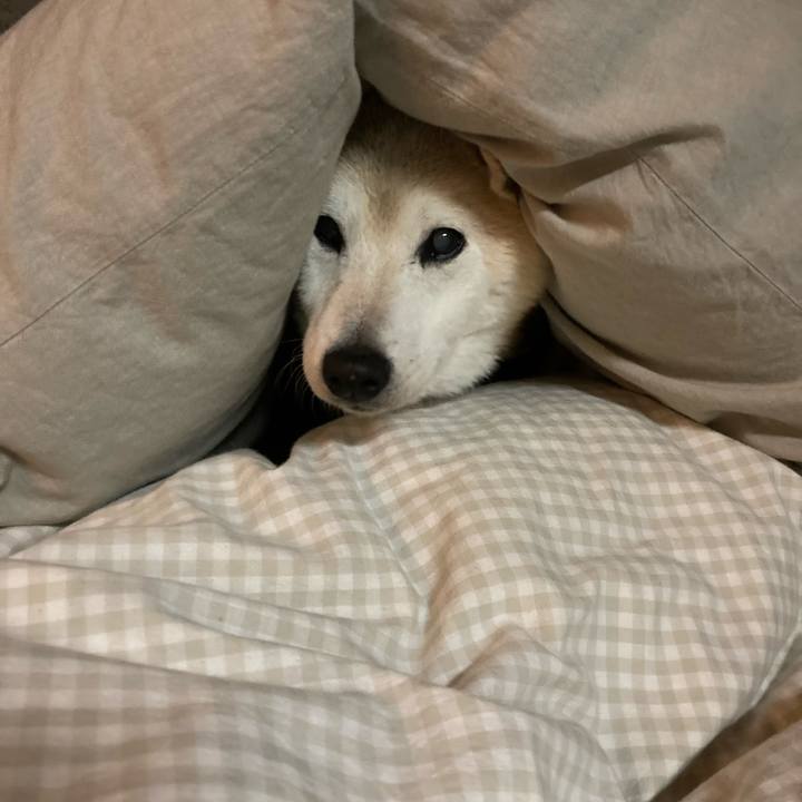 31c98f3c 47f1 4ee5 8c6d d5dd9c47fa74 1731307772295