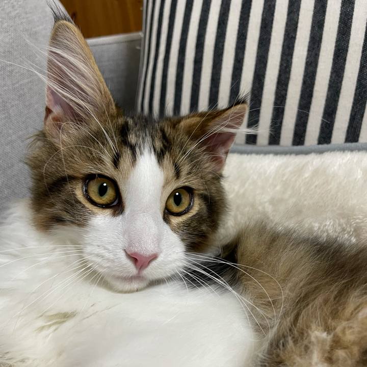 31caafb2 0ca5 4037 80ba 2f86dc6455a7 1636370841642