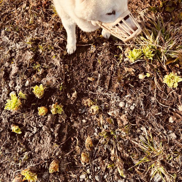 31cddb81 8be5 48b2 a97e 9d6c77b17ebe 1774996960590