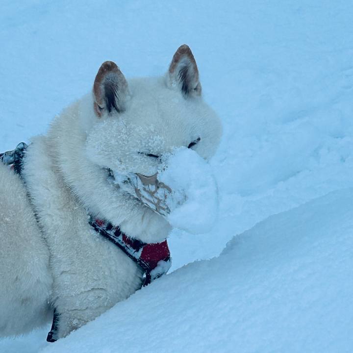 31d3790c 8c29 4d35 9f85 11d1800d845a 1766873681054