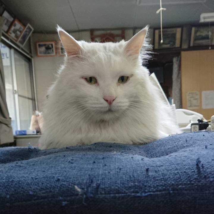 31d3c6a0 ddbf 4974 b7e2 bc429ecefcc9 1524435962107