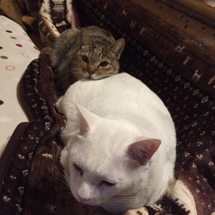 31d5c0f7 684a 4856 8bd5 29c77b9cbf22 1513202090693