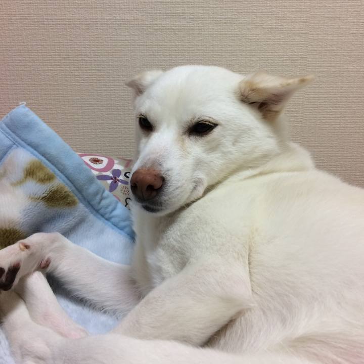 31db3525 b707 4d4a 9f41 2c218efdf01d 1544024427073