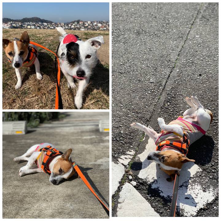 31dc2fc2 4520 4e4d a7be 57b5de5d772d 1550627264112