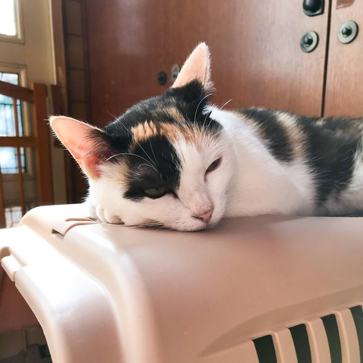 31de1c0b 3779 4f49 8c6d 5245b50fd7b1 1533305886431