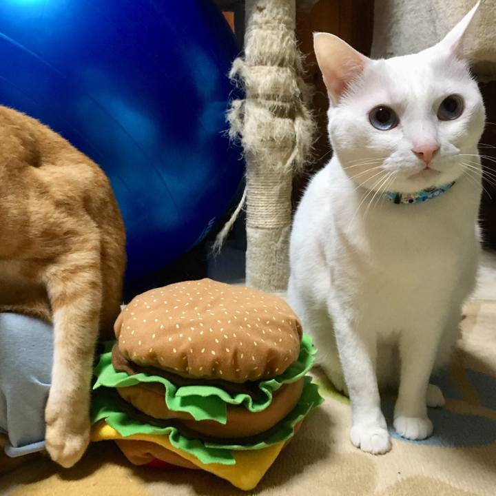 31e0ae40 d83c 4135 8cc3 2f1ffed01a9c 1520947279044