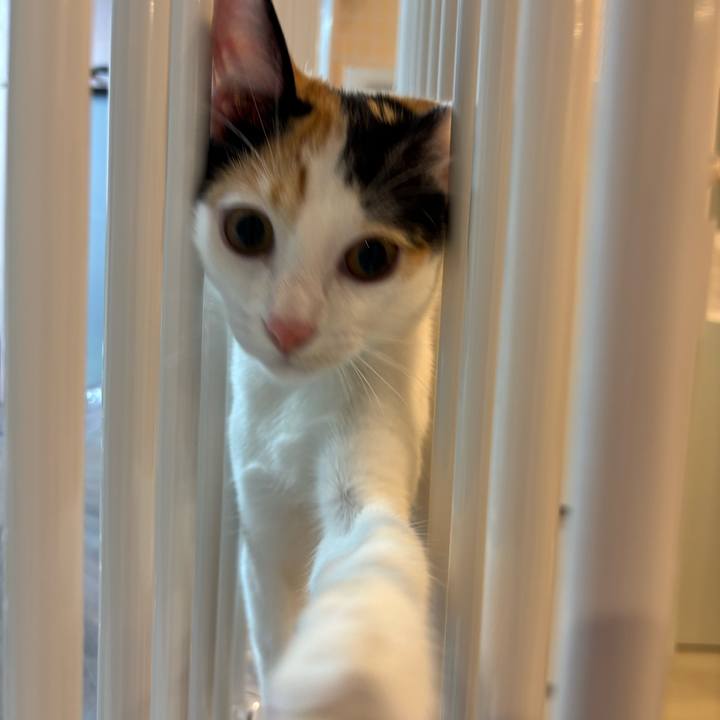 31e10cf4 1cc5 408d a205 71a63bdea354 1759154642939